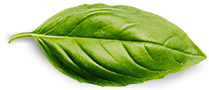 basil leaf